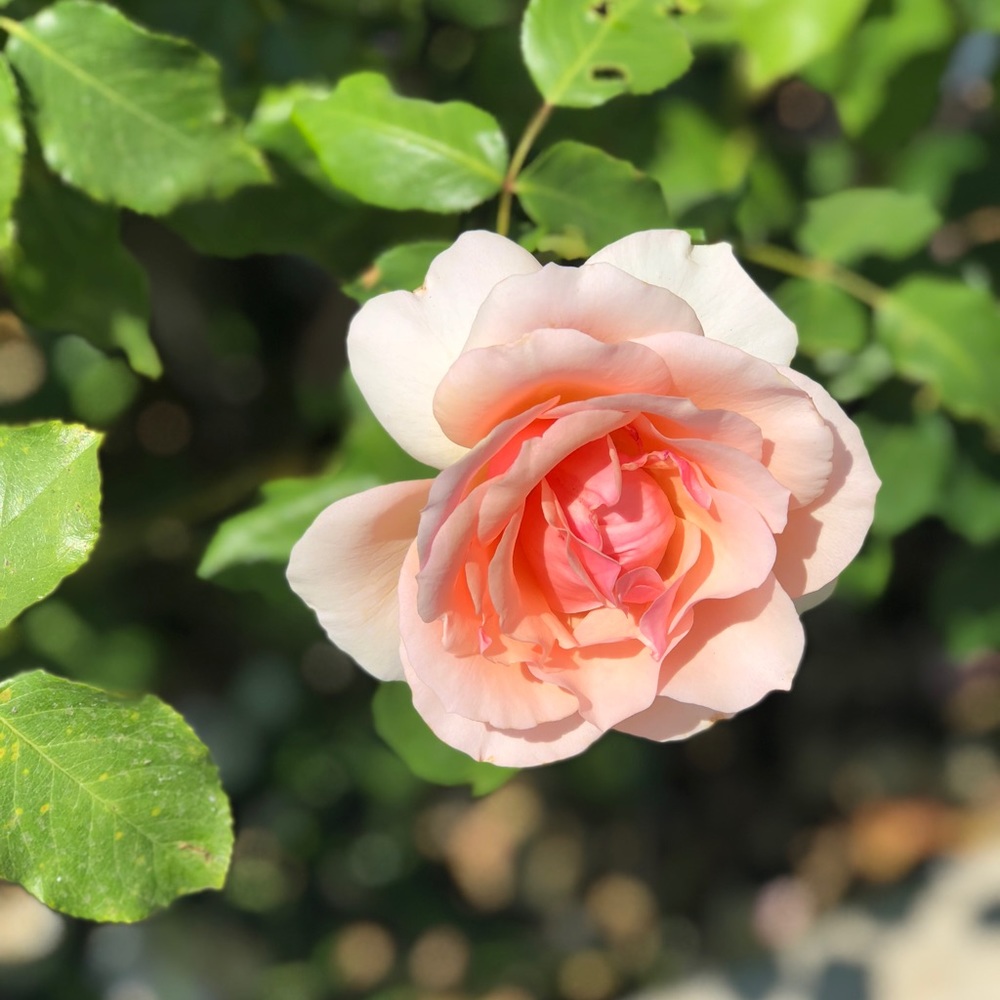 Meet your Posher, Jae